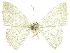  ( - CCDB-33582-H11)  @11 [ ] CreativeCommons - Attribution (2019) CBG Photography Group Centre for Biodiversity Genomics