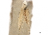  ( - CCDB-33584-A05)  @11 [ ] CreativeCommons - Attribution (2019) CBG Photography Group Centre for Biodiversity Genomics