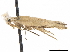  ( - CCDB-33584-A05)  @11 [ ] CreativeCommons - Attribution (2019) CBG Photography Group Centre for Biodiversity Genomics