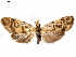  ( - CCDB-33584-C02)  @11 [ ] CreativeCommons - Attribution (2019) CBG Photography Group Centre for Biodiversity Genomics