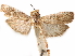  ( - CCDB-33584-C06)  @11 [ ] CreativeCommons - Attribution (2019) CBG Photography Group Centre for Biodiversity Genomics