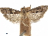  ( - CCDB-33584-C12)  @11 [ ] CreativeCommons - Attribution (2019) CBG Photography Group Centre for Biodiversity Genomics