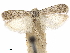  ( - CCDB-33584-E11)  @11 [ ] CreativeCommons - Attribution (2019) CBG Photography Group Centre for Biodiversity Genomics