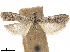  ( - CCDB-33584-E12)  @11 [ ] CreativeCommons - Attribution (2019) CBG Photography Group Centre for Biodiversity Genomics