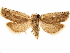  ( - CCDB-33584-G04)  @11 [ ] CreativeCommons - Attribution (2019) CBG Photography Group Centre for Biodiversity Genomics