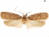  ( - CCDB-33584-G09)  @11 [ ] CreativeCommons - Attribution (2019) CBG Photography Group Centre for Biodiversity Genomics