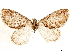  (Hydriomena arizonata - CCDB-33585-A05)  @11 [ ] CreativeCommons - Attribution (2019) CBG Photography Group Centre for Biodiversity Genomics
