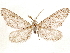  ( - CCDB-33585-C12)  @11 [ ] CreativeCommons - Attribution (2019) CBG Photography Group Centre for Biodiversity Genomics