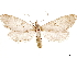  ( - CCDB-33585-D01)  @11 [ ] CreativeCommons - Attribution (2019) CBG Photography Group Centre for Biodiversity Genomics