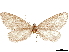  ( - CCDB-33585-D06)  @11 [ ] CreativeCommons - Attribution (2019) CBG Photography Group Centre for Biodiversity Genomics
