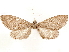  ( - CCDB-33585-D07)  @11 [ ] CreativeCommons - Attribution (2019) CBG Photography Group Centre for Biodiversity Genomics