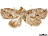  (Characoma ruficirra - CCDB-33585-E09)  @11 [ ] CreativeCommons - Attribution (2019) CBG Photography Group Centre for Biodiversity Genomics