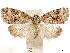  (Characoma miophora - CCDB-33585-E10)  @11 [ ] CreativeCommons - Attribution (2019) CBG Photography Group Centre for Biodiversity Genomics