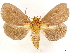  ( - CCDB-33585-G07)  @11 [ ] CreativeCommons - Attribution (2019) CBG Photography Group Centre for Biodiversity Genomics