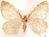  ( - CCDB-33585-H10)  @11 [ ] CreativeCommons - Attribution (2019) CBG Photography Group Centre for Biodiversity Genomics