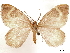  ( - CCDB-33585-H11)  @11 [ ] CreativeCommons - Attribution (2019) CBG Photography Group Centre for Biodiversity Genomics