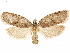  ( - CCDB-33586-A05)  @11 [ ] CreativeCommons - Attribution (2019) CBG Photography Group Centre for Biodiversity Genomics