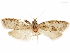  ( - CCDB-33586-A06)  @11 [ ] CreativeCommons - Attribution (2019) CBG Photography Group Centre for Biodiversity Genomics