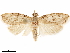  (Isotenes thaumasia - CCDB-33586-A07)  @11 [ ] CreativeCommons - Attribution (2019) CBG Photography Group Centre for Biodiversity Genomics