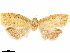  ( - CCDB-33586-C05)  @11 [ ] CreativeCommons - Attribution (2019) CBG Photography Group Centre for Biodiversity Genomics