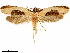  ( - CCDB-33586-D04)  @11 [ ] CreativeCommons - Attribution (2019) CBG Photography Group Centre for Biodiversity Genomics