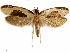  ( - CCDB-33586-D05)  @11 [ ] CreativeCommons - Attribution (2019) CBG Photography Group Centre for Biodiversity Genomics