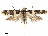  ( - CCDB-33586-D08)  @11 [ ] CreativeCommons - Attribution (2019) CBG Photography Group Centre for Biodiversity Genomics