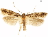  ( - CCDB-33586-D09)  @11 [ ] CreativeCommons - Attribution (2019) CBG Photography Group Centre for Biodiversity Genomics