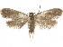  ( - CCDB-33586-E06)  @11 [ ] CreativeCommons - Attribution (2019) CBG Photography Group Centre for Biodiversity Genomics