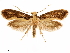  ( - CCDB-33586-E12)  @11 [ ] CreativeCommons - Attribution (2019) CBG Photography Group Centre for Biodiversity Genomics