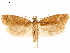  ( - CCDB-33586-F01)  @11 [ ] CreativeCommons - Attribution (2019) CBG Photography Group Centre for Biodiversity Genomics