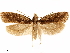  ( - CCDB-33586-F02)  @11 [ ] CreativeCommons - Attribution (2019) CBG Photography Group Centre for Biodiversity Genomics