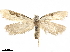  ( - CCDB-33586-F03)  @11 [ ] CreativeCommons - Attribution (2019) CBG Photography Group Centre for Biodiversity Genomics