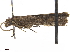  ( - CCDB-33586-H04)  @11 [ ] CreativeCommons - Attribution (2019) CBG Photography Group Centre for Biodiversity Genomics