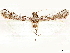  ( - CCDB-33587-C02)  @11 [ ] CreativeCommons - Attribution (2019) CBG Photography Group Centre for Biodiversity Genomics
