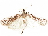  ( - CCDB-33587-C03)  @11 [ ] CreativeCommons - Attribution (2019) CBG Photography Group Centre for Biodiversity Genomics