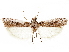  ( - CCDB-33587-C05)  @11 [ ] CreativeCommons - Attribution (2019) CBG Photography Group Centre for Biodiversity Genomics