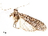  (Tucumania tapiacola - CCDB-33587-C06)  @11 [ ] CreativeCommons - Attribution (2019) CBG Photography Group Centre for Biodiversity Genomics