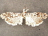  ( - CCDB-33587-C07)  @11 [ ] CreativeCommons - Attribution (2019) CBG Photography Group Centre for Biodiversity Genomics