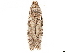  ( - CCDB-33587-C12)  @11 [ ] CreativeCommons - Attribution (2019) CBG Photography Group Centre for Biodiversity Genomics