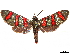  ( - CCDB-33587-F09)  @11 [ ] CreativeCommons - Attribution (2019) CBG Photography Group Centre for Biodiversity Genomics