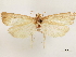  ( - CCDB-33588-C01)  @11 [ ] CreativeCommons - Attribution (2019) CBG Photography Group Centre for Biodiversity Genomics