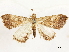  (Rejectaria fulvibrunnea - CCDB-33588-G08)  @11 [ ] CreativeCommons - Attribution (2019) CBG Photography Group Centre for Biodiversity Genomics