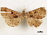  (Nicetas panamensis - CCDB-33588-H03)  @11 [ ] CreativeCommons - Attribution (2019) CBG Photography Group Centre for Biodiversity Genomics