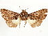  ( - CCDB-33588-H05)  @11 [ ] CreativeCommons - Attribution (2019) CBG Photography Group Centre for Biodiversity Genomics