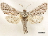  ( - CCDB-33589-A02)  @11 [ ] CreativeCommons - Attribution (2019) CBG Photography Group Centre for Biodiversity Genomics