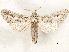  ( - CCDB-33589-A03)  @11 [ ] CreativeCommons - Attribution (2019) CBG Photography Group Centre for Biodiversity Genomics