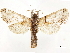  ( - CCDB-33589-A05)  @11 [ ] CreativeCommons - Attribution (2019) CBG Photography Group Centre for Biodiversity Genomics
