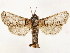  ( - CCDB-33589-A06)  @11 [ ] CreativeCommons - Attribution (2019) CBG Photography Group Centre for Biodiversity Genomics