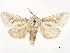  ( - CCDB-33589-C02)  @11 [ ] CreativeCommons - Attribution (2019) CBG Photography Group Centre for Biodiversity Genomics